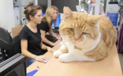 Could public libraries make good cat cafes? – ABC listen
